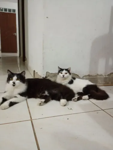 Doação Responsável - Gatinhos Apolo e Medusa