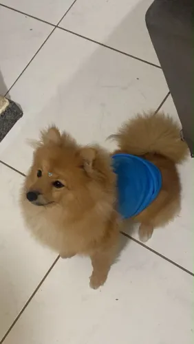 spitz alemão