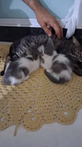 Gatos
