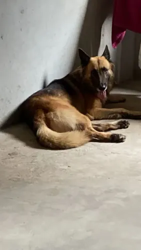 Pastor alemão macho disponível para cruza