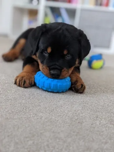 Filhote Rottweiler Fêmea com Temperamento Ativo