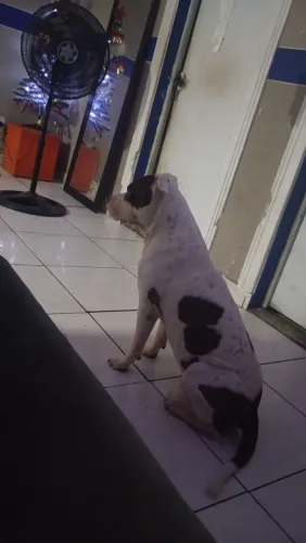 Pitbull pra doação