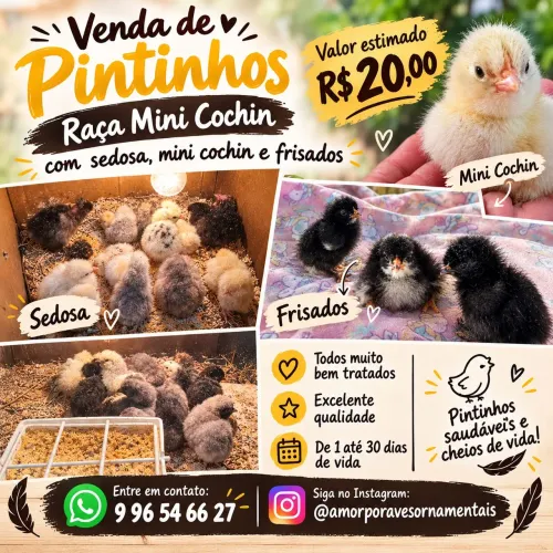 PINTINHOS ORNAMENTAIS, MINI COXHIN COM SEDOSA
