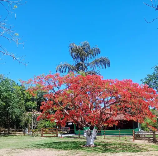 Vende-se sítio de 8,5 alqueires á 35 km de Pires do Rio.