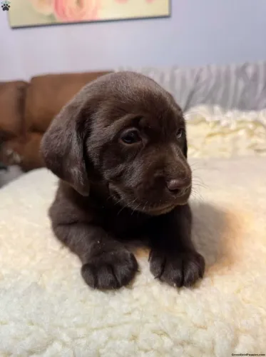 Labrador Chocolate | Garanta o seu filhote hoje