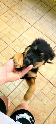 Cachorro filhote