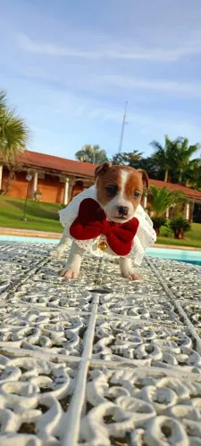Filhote de Jack Russell disponível fêmea e macho