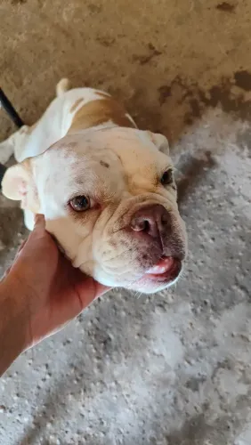 buldogue-americano 9 meses de vida Fêmea Puro Sangue