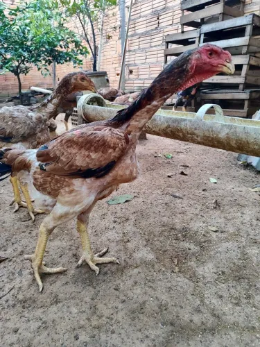 ÍNDIO GIGANTE 