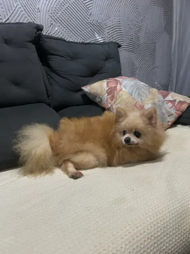 Spitz alemão fêmea