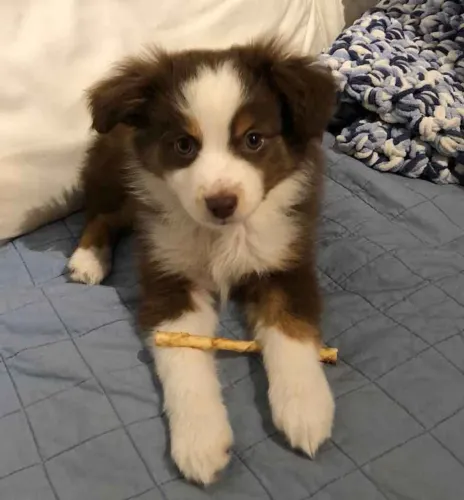 Filhote border collie, Pequenos corações peludos procurando uma família!