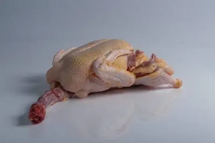 Pato tratado 