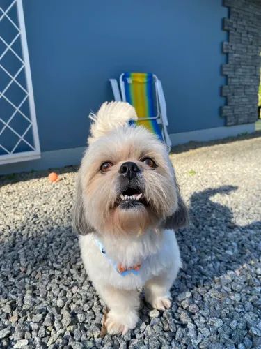 Shih Tzu para cruza