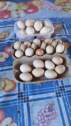 Ovos Caipira