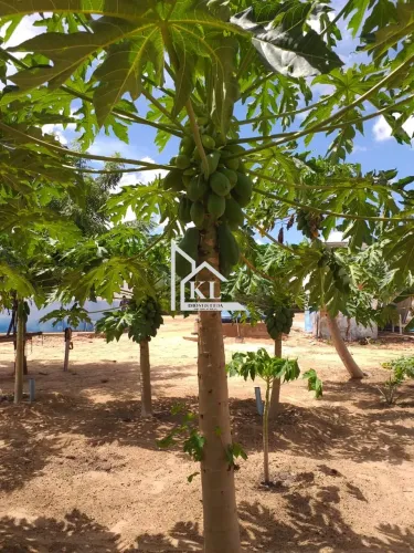 Oportunidade única de negócio: fazenda entre Jandaíra e Guamaré