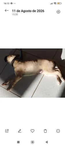 Cachorro pra adoção