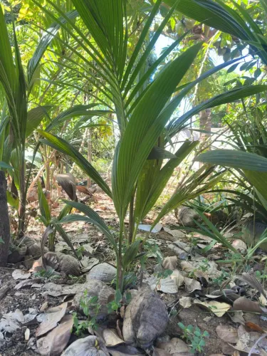 Muda Coqueiro 