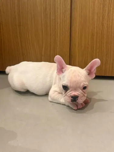Buldogue 