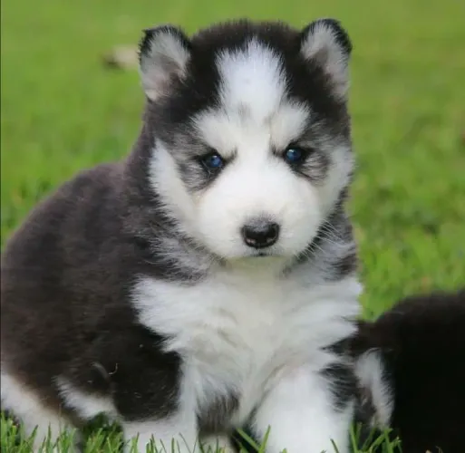 Husky siberiano Encanto de raça com um jeitinho único