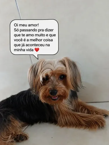 Vende-se york she de 1 ano