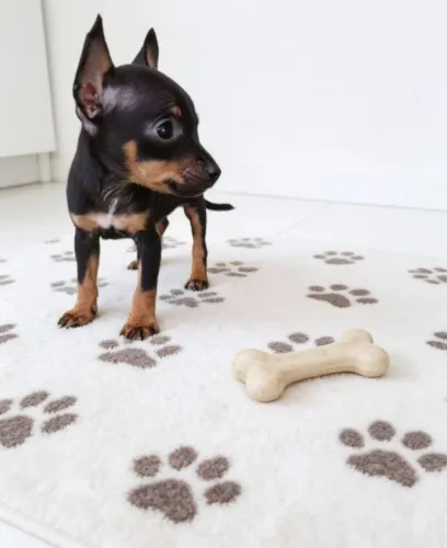 Filhotes de Pinscher Puro Amor