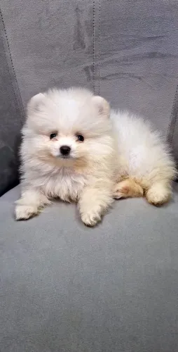 Spitz Alemão BABY Face (Lulu da Pomerânia)