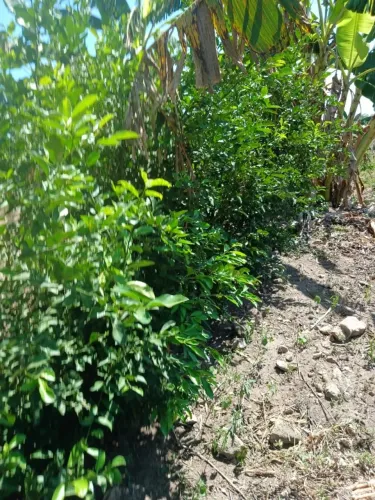 Chácara em Tucumã-PA d 2,5 alqueires, escriturada, com pomar, pasto, riachos e açudes.