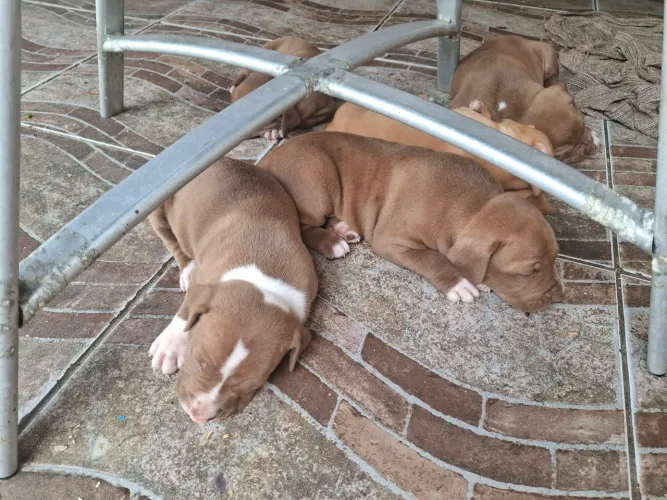 Filhote de pitbull