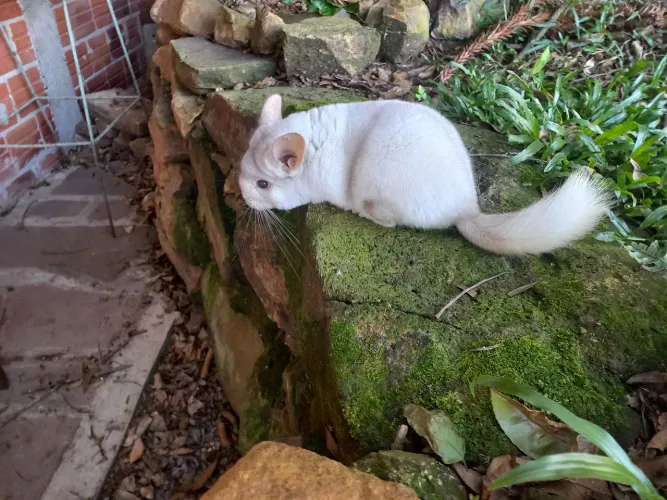 Chinchilas filhotes dóceis para estimação 