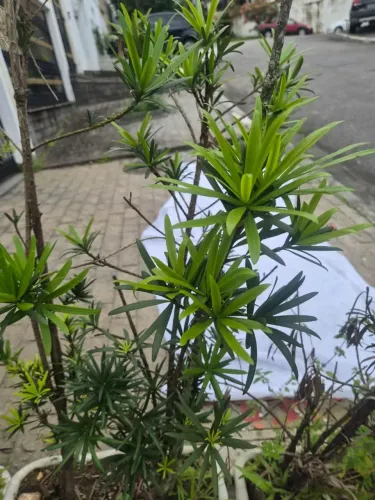 Planta podocarpo