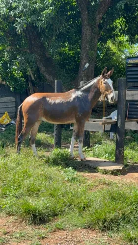 Burro de patrão