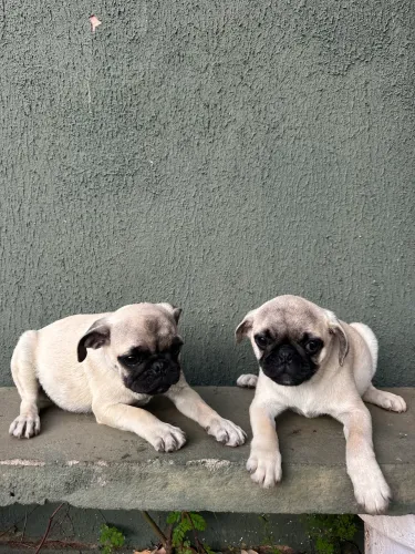 Pug machos