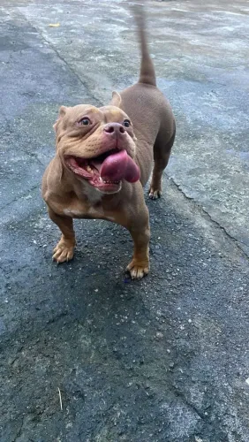 Femea america bully micro 