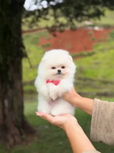 Lulu da pomerania