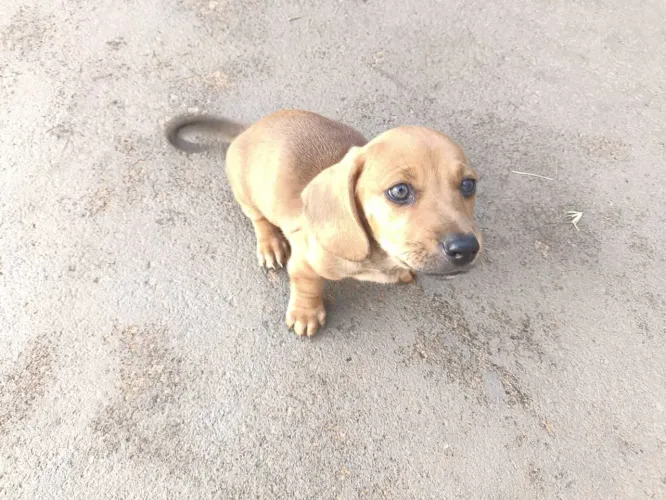 Vendo salsichinha ( Daschund)