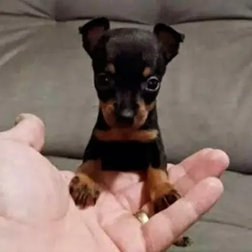 Lindos filhotes de pinscher macho e fêmea 00