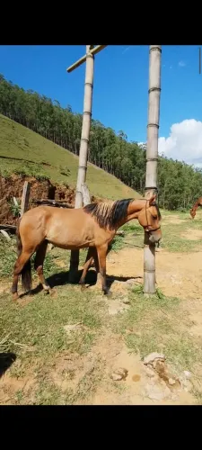 Potro baio diferenciado 