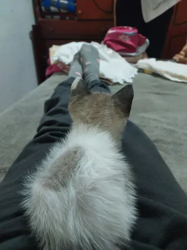 Doa se  gatinho macho 