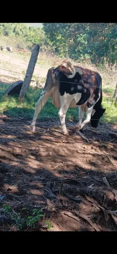 Vaca leiteira