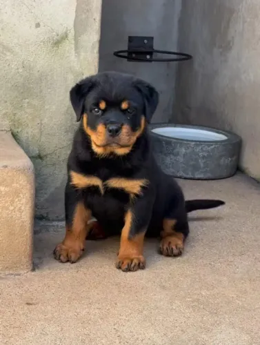 Rottweiler 
