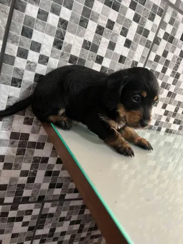 Filhote de Basset dachshund pelo longo