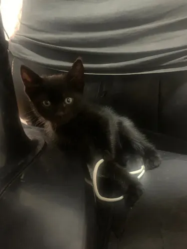 Doa-se gato filhote preto macho