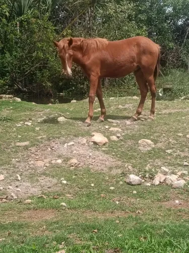 Vendo potro