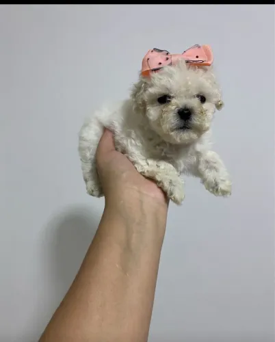 Poodle raríssimo micro 