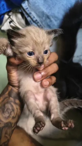 Gatos para doação