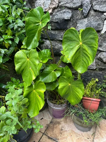Planta copo de leite