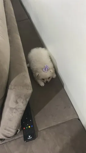 Tem Lulu pra venda macho e fêmea