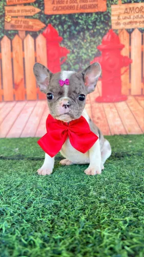 Buldogue francês