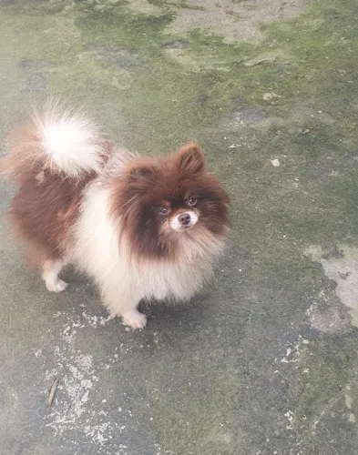 Fêmea de Lulu da Pomerânia Adulta Chocolate com Branco