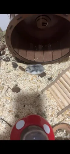 Filhotes de Hamster Disponíveis